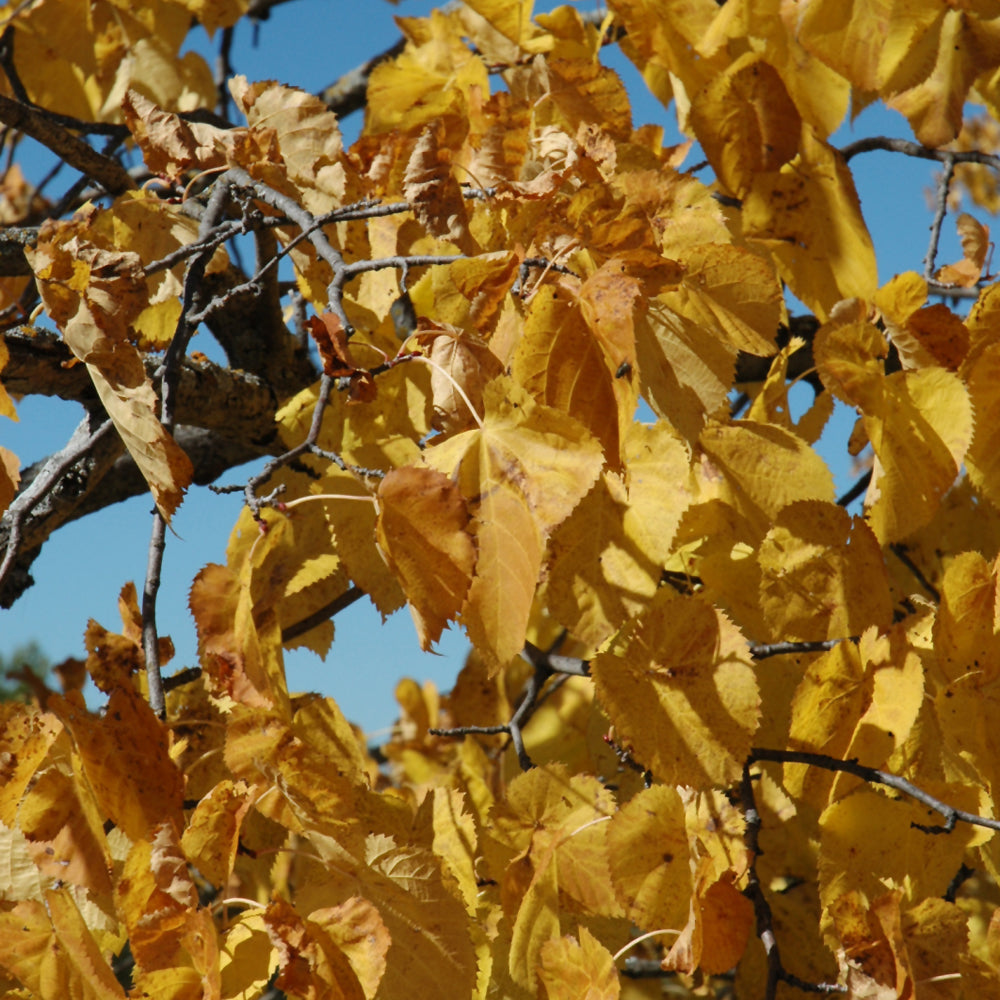 Basswood