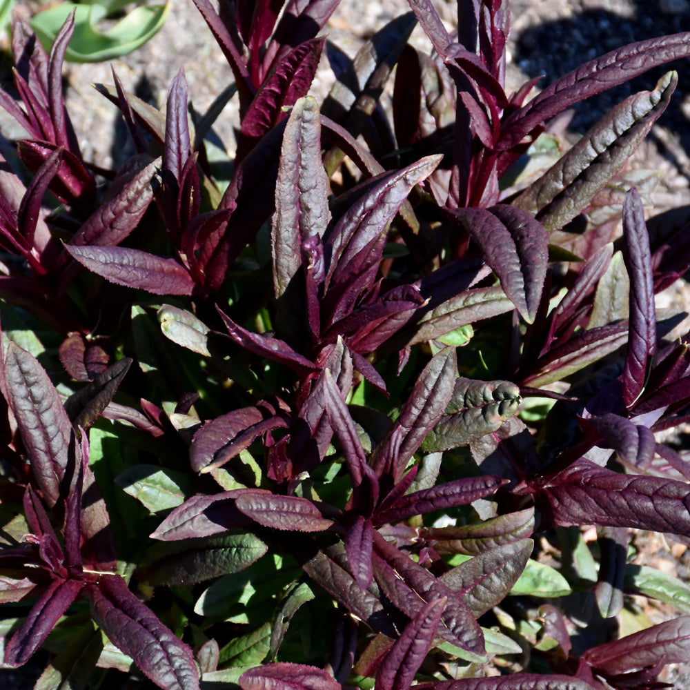 Black Beardtongue