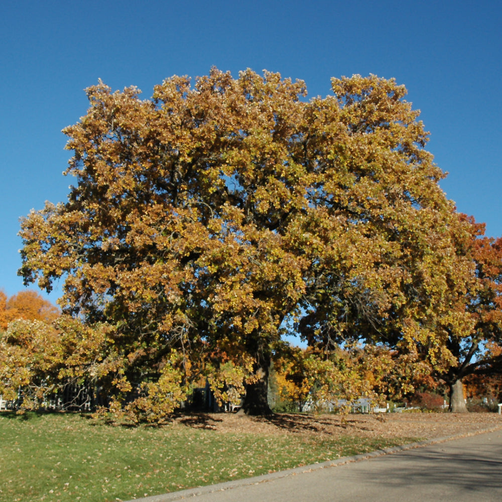 Burr Oak