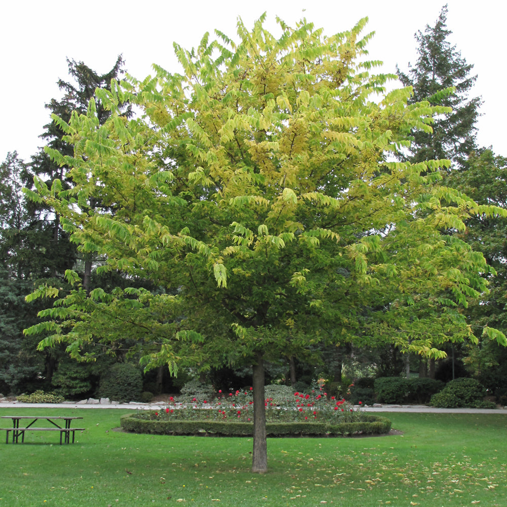 Common Hackberry