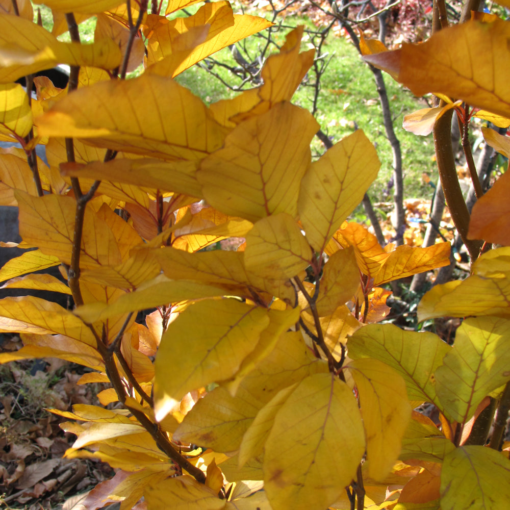 Dawyck Purple Beech