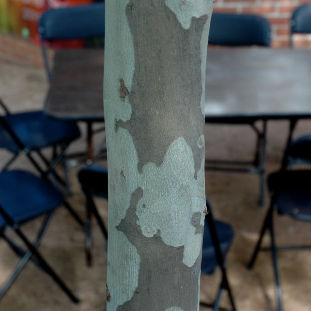 Exclamation London Planetree