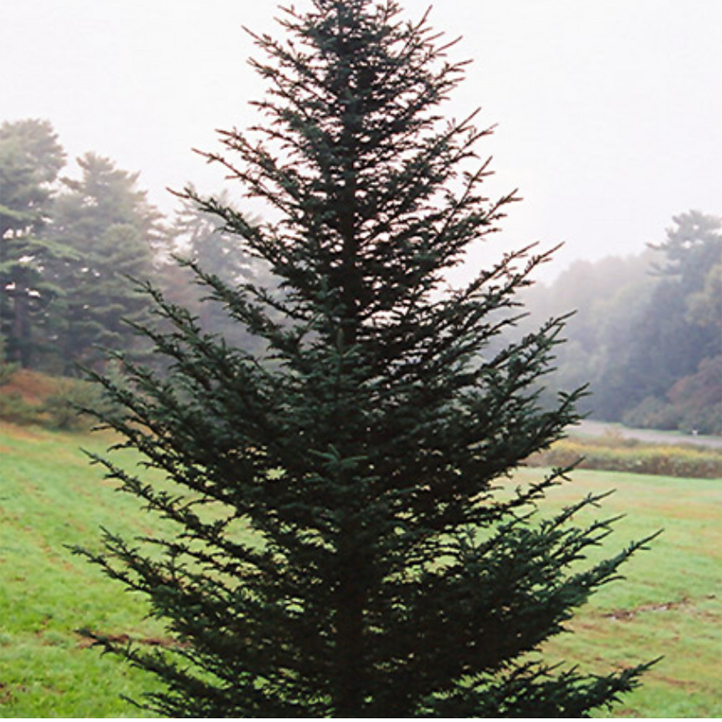 Fraser Fir