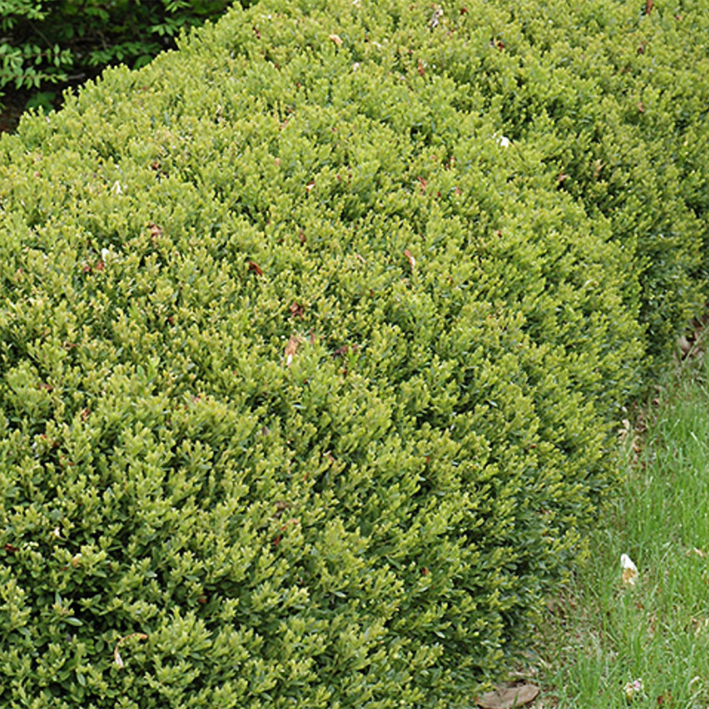Green Gem Boxwood