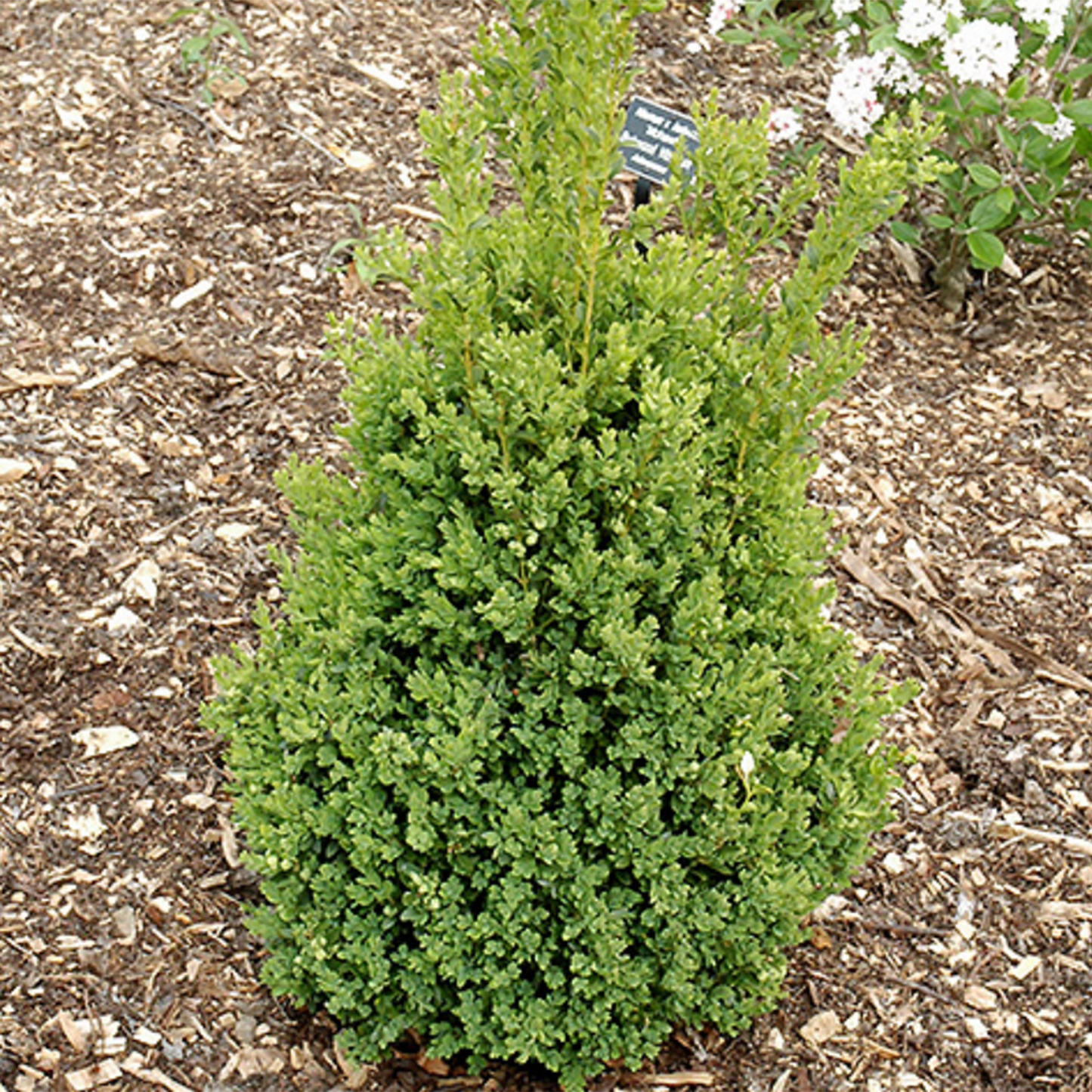 Green Mountain Boxwood