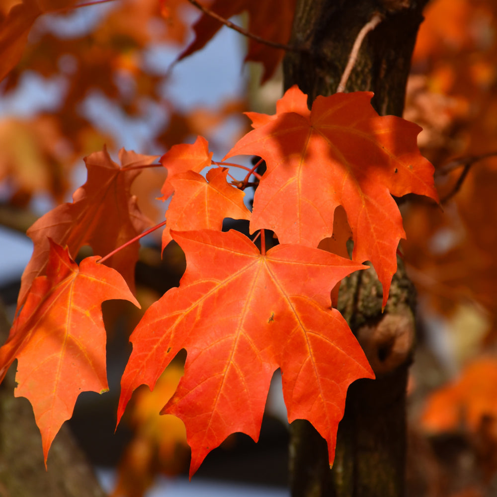 Green Mountain Sugar Maple