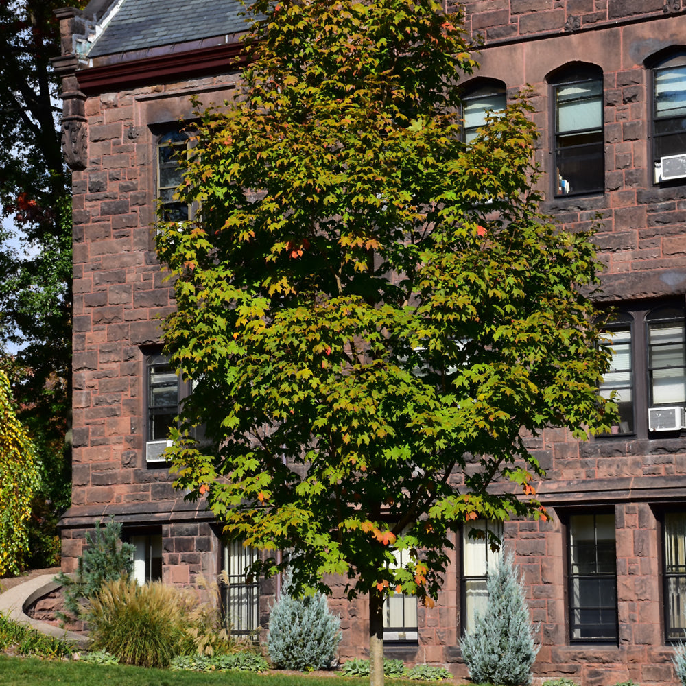 Green Mountain Sugar Maple