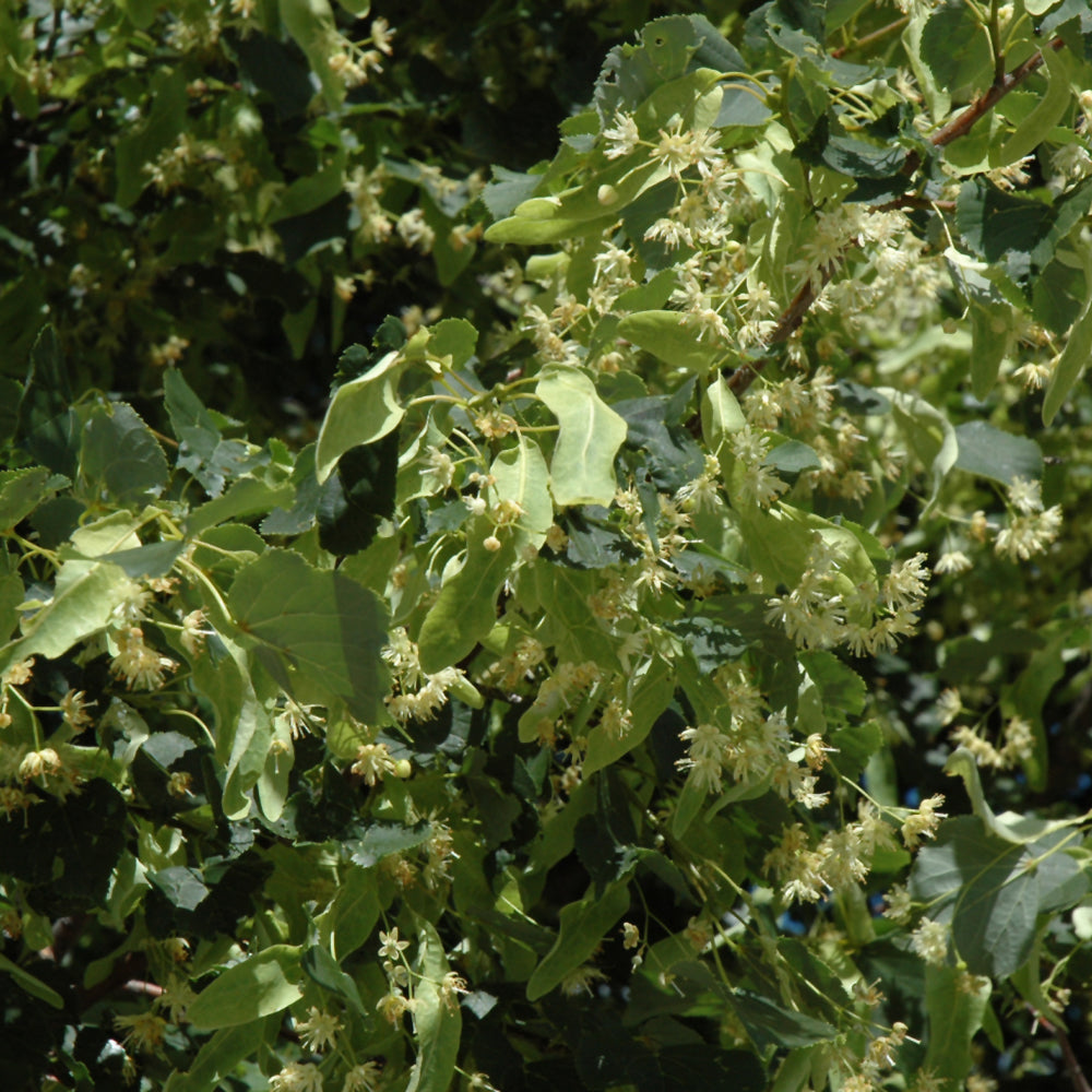 Greenspire Linden