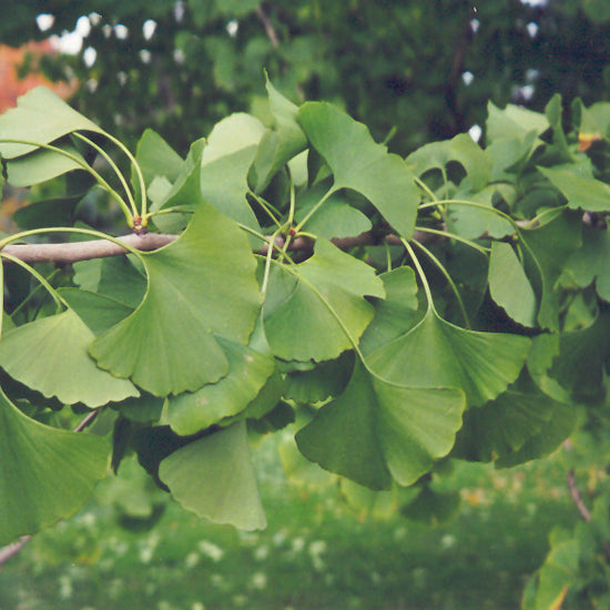 Maidenhair Tree