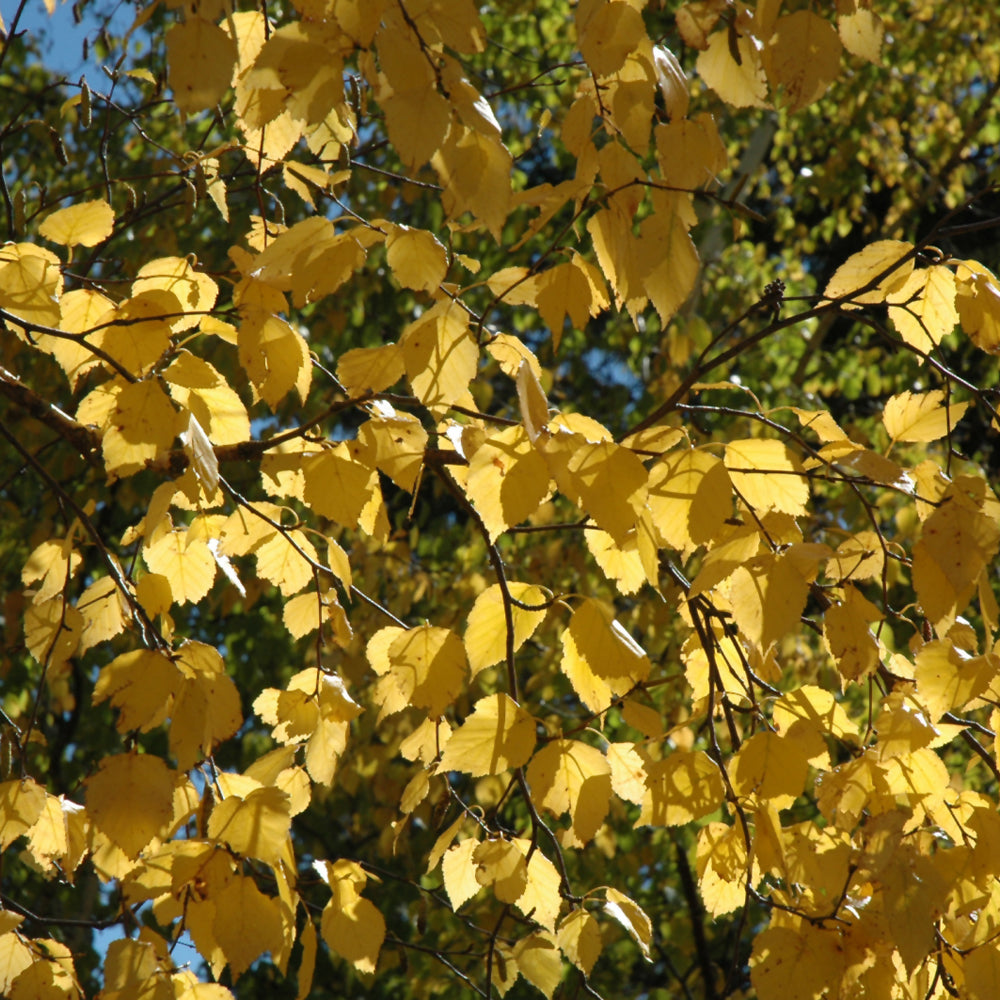 Clump Paper Birch