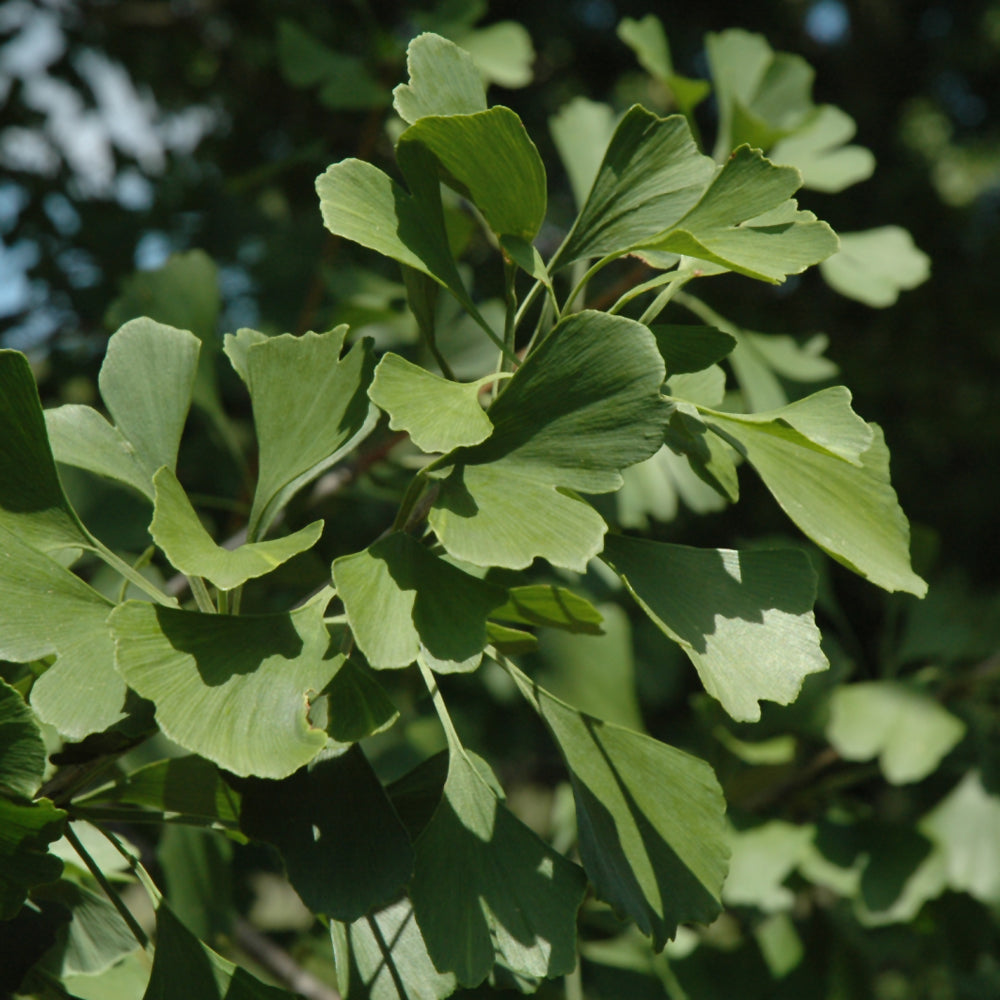 Princeton Sentry Maidenhair Tree