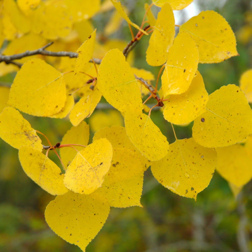 Quaking Aspen