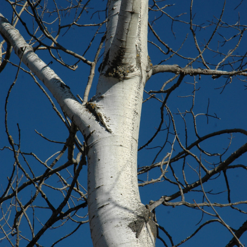 Quaking Aspen