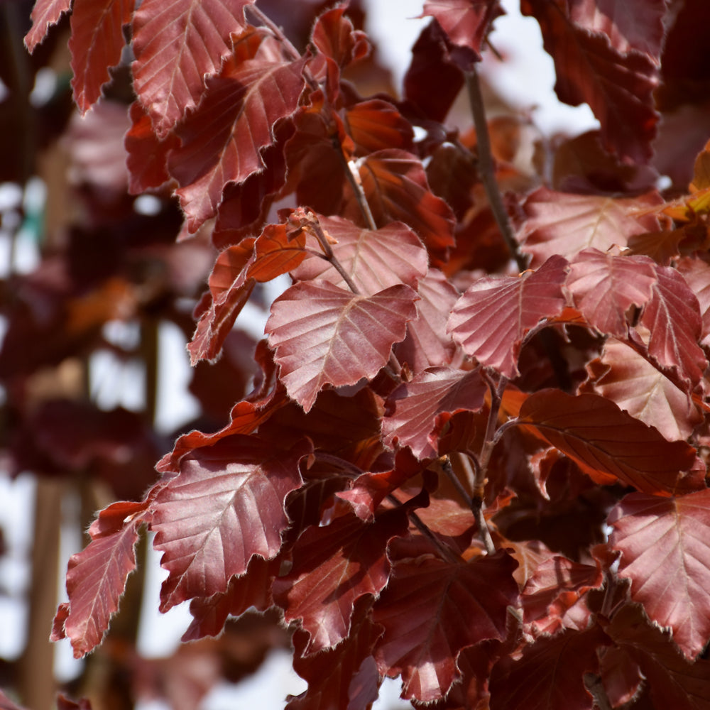 Red Obelisk Beech