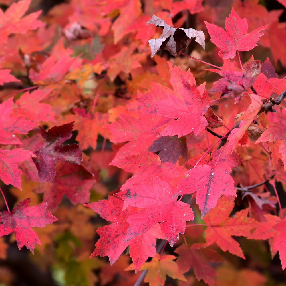 Redpointe Red Maple