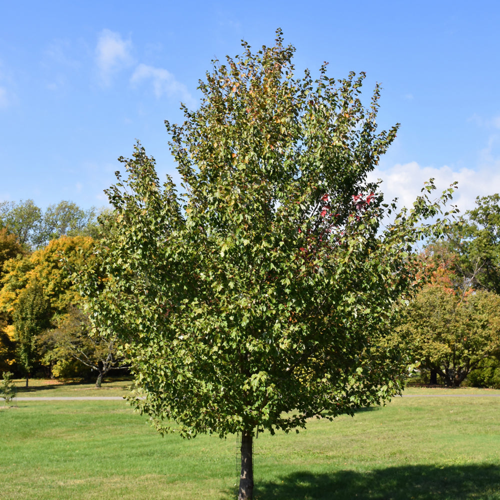 Red Sunset Maple