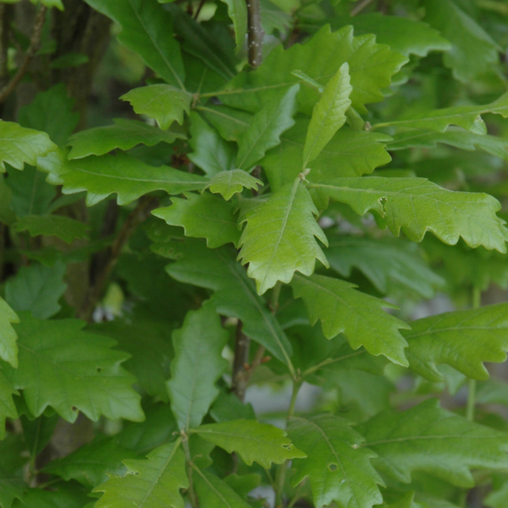 Regal Prince Pyramidal Oak