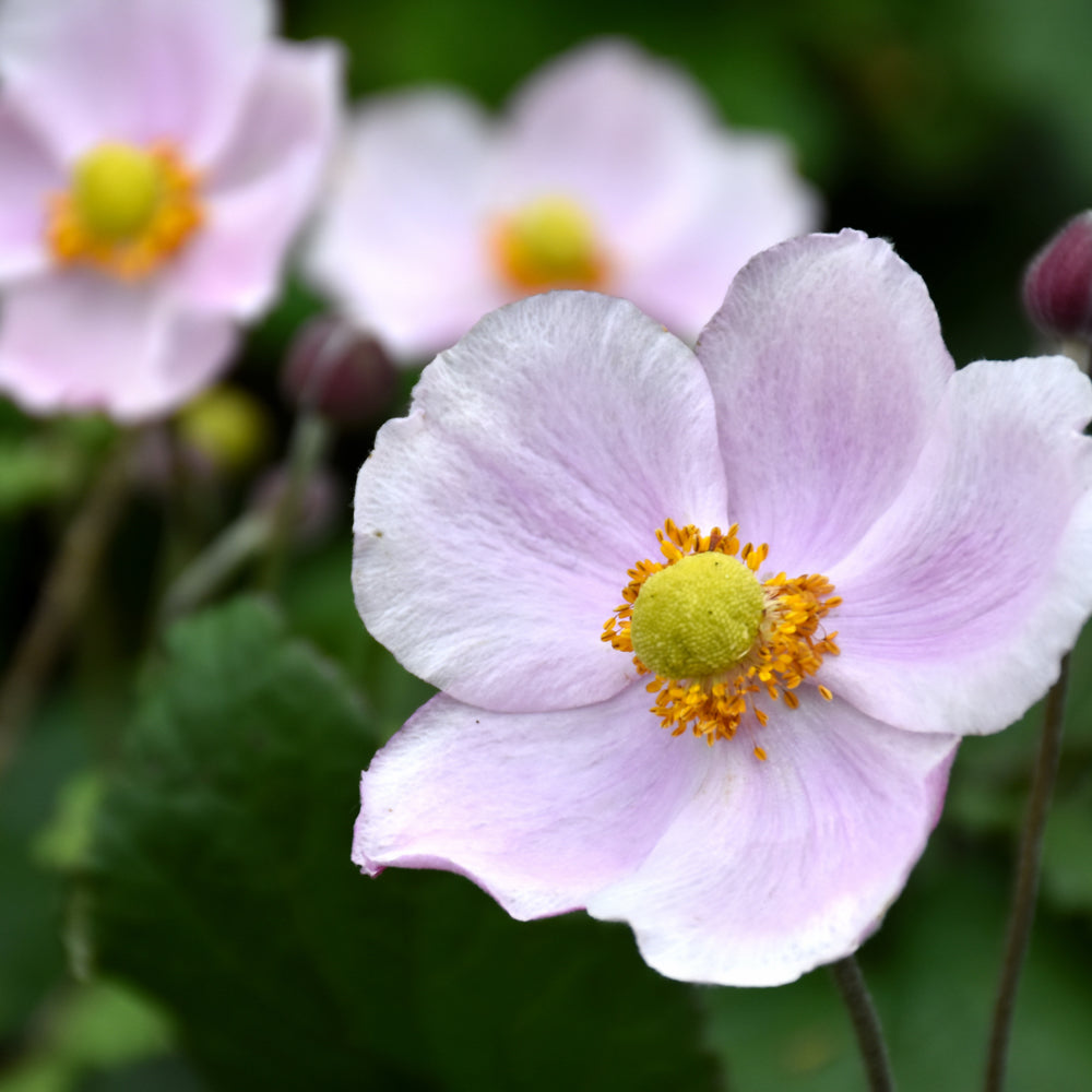 September Charm Windflower