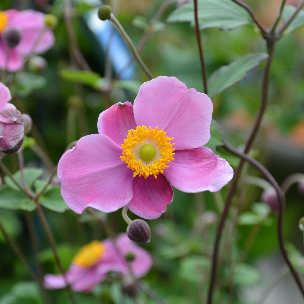 September Charm Windflower