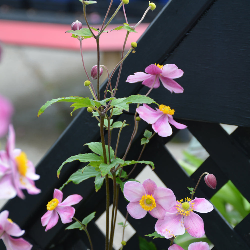 September Charm Windflower