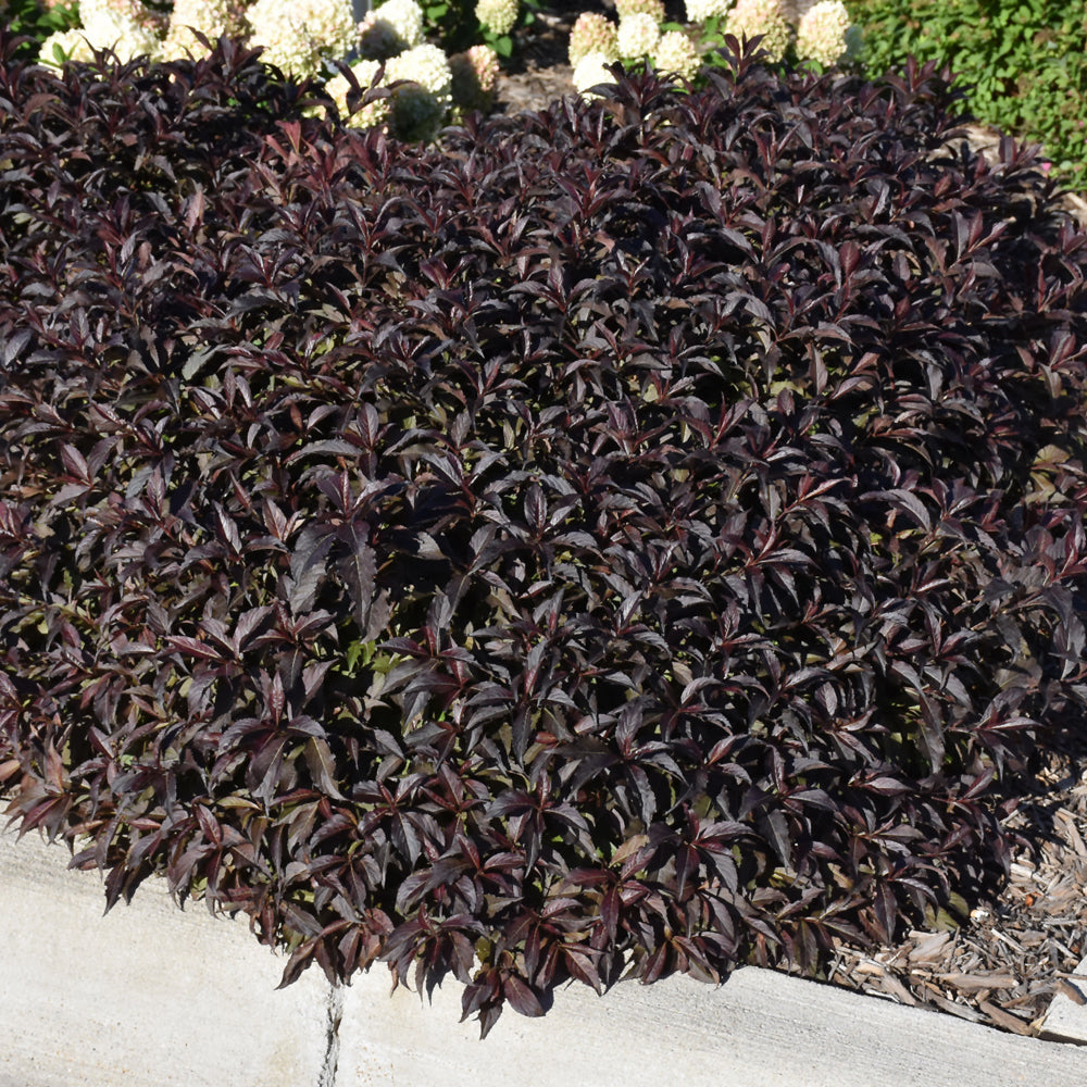 Spilled Wine Weigela