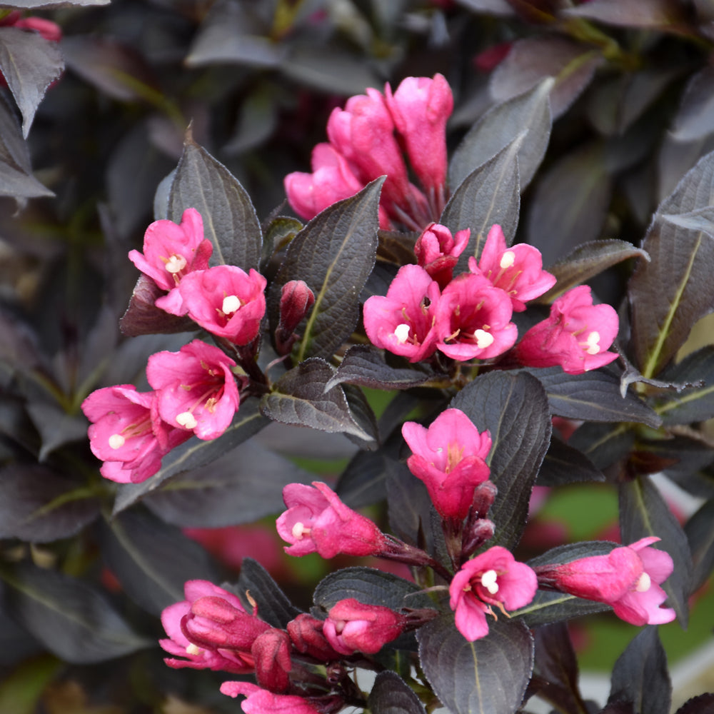 Spilled Wine Weigela