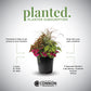 Planted. Planter Subscription