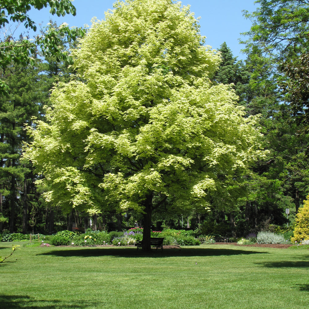 Variegated Norway Maple – Connon Nurseries Inc.