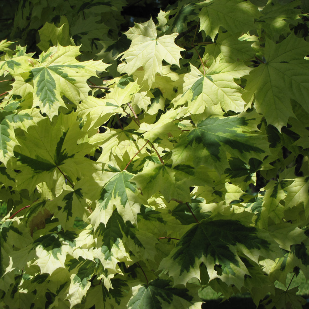 Variegated Norway Maple