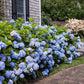 Endless Summer Hydrangea