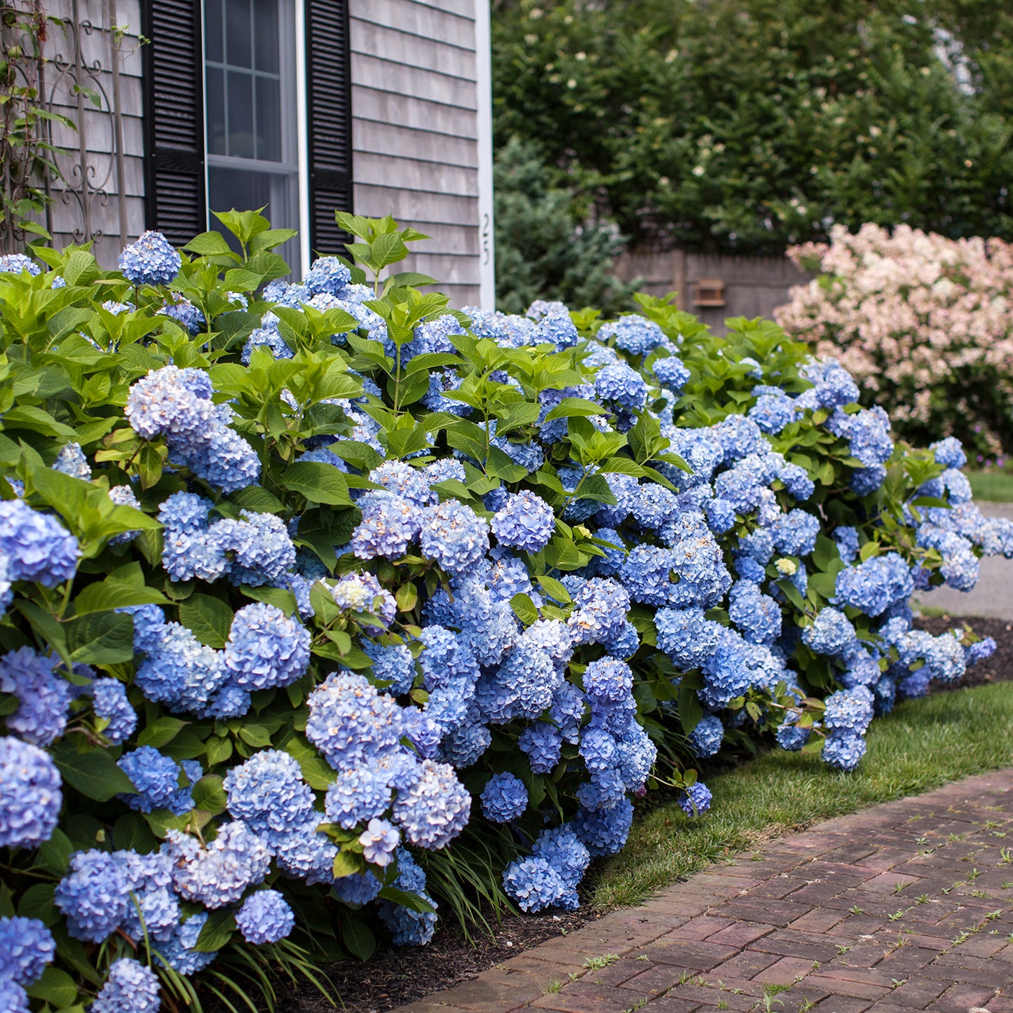 Endless Summer Hydrangea