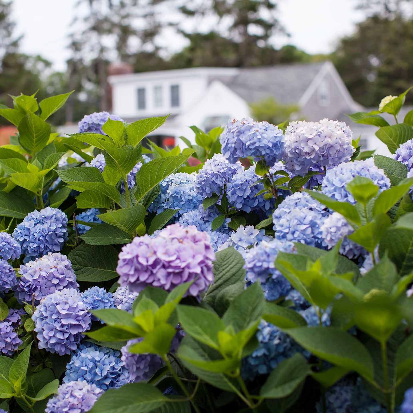 Endless Summer Hydrangea