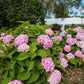 Endless Summer Hydrangea