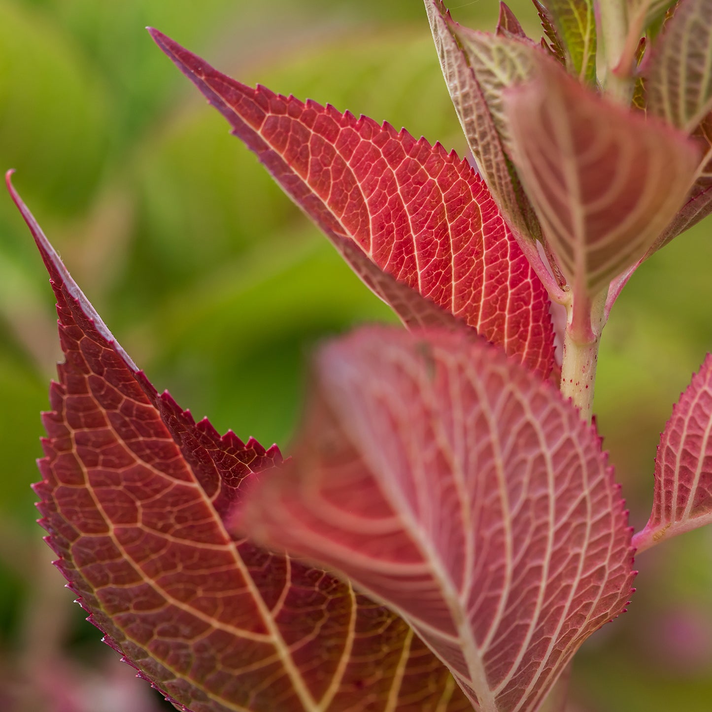 Endless Summer Hydrangea