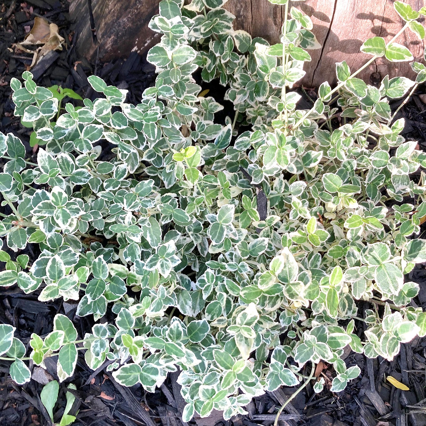 Emerald Gaiety Euonymus