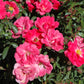 Pink Supreme Flower Carpet Rose