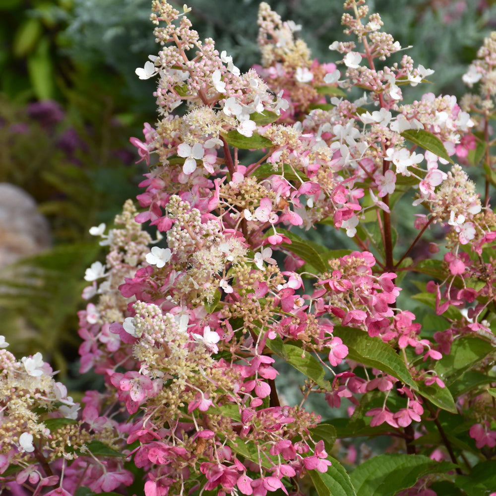 Pinky Winky Hydrangea Tree form