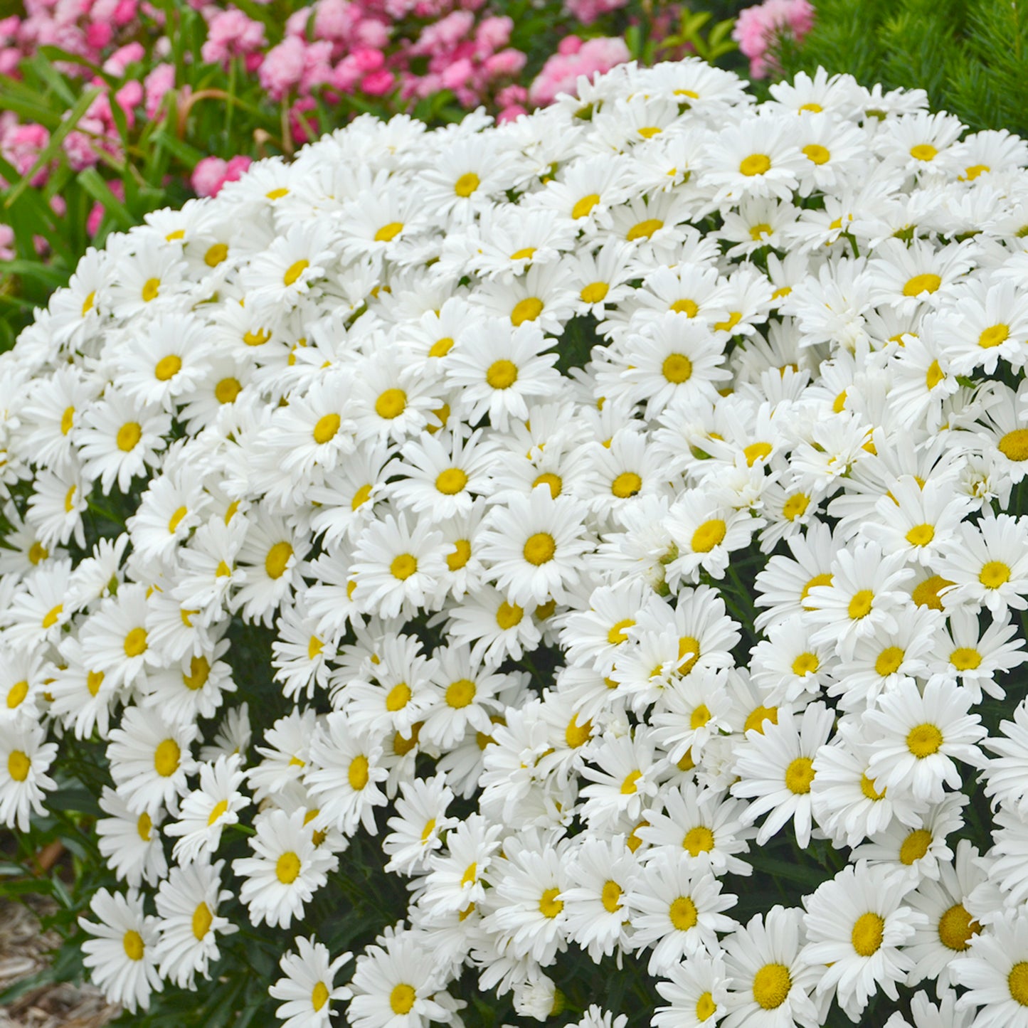 Daisy May Shasta Daisy