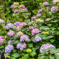 Bloomstruck Hydrangea