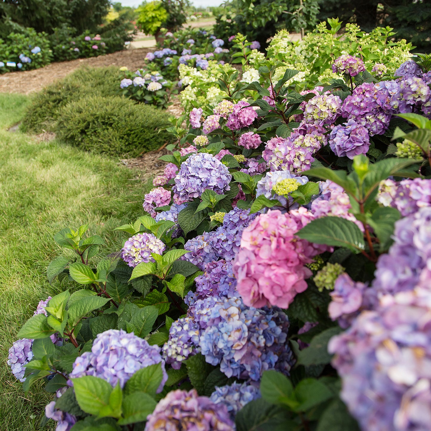 Bloomstruck Hydrangea