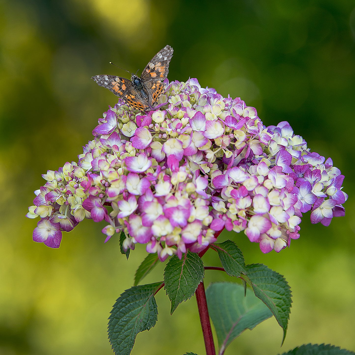 Bloomstruck Hydrangea