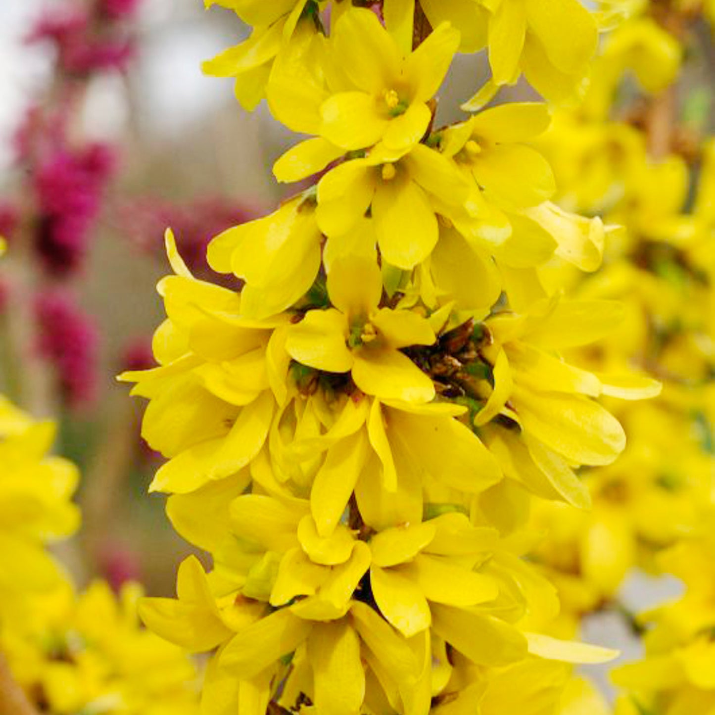 Show Off Starlet Forsythia