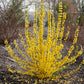 Show Off Starlet Forsythia