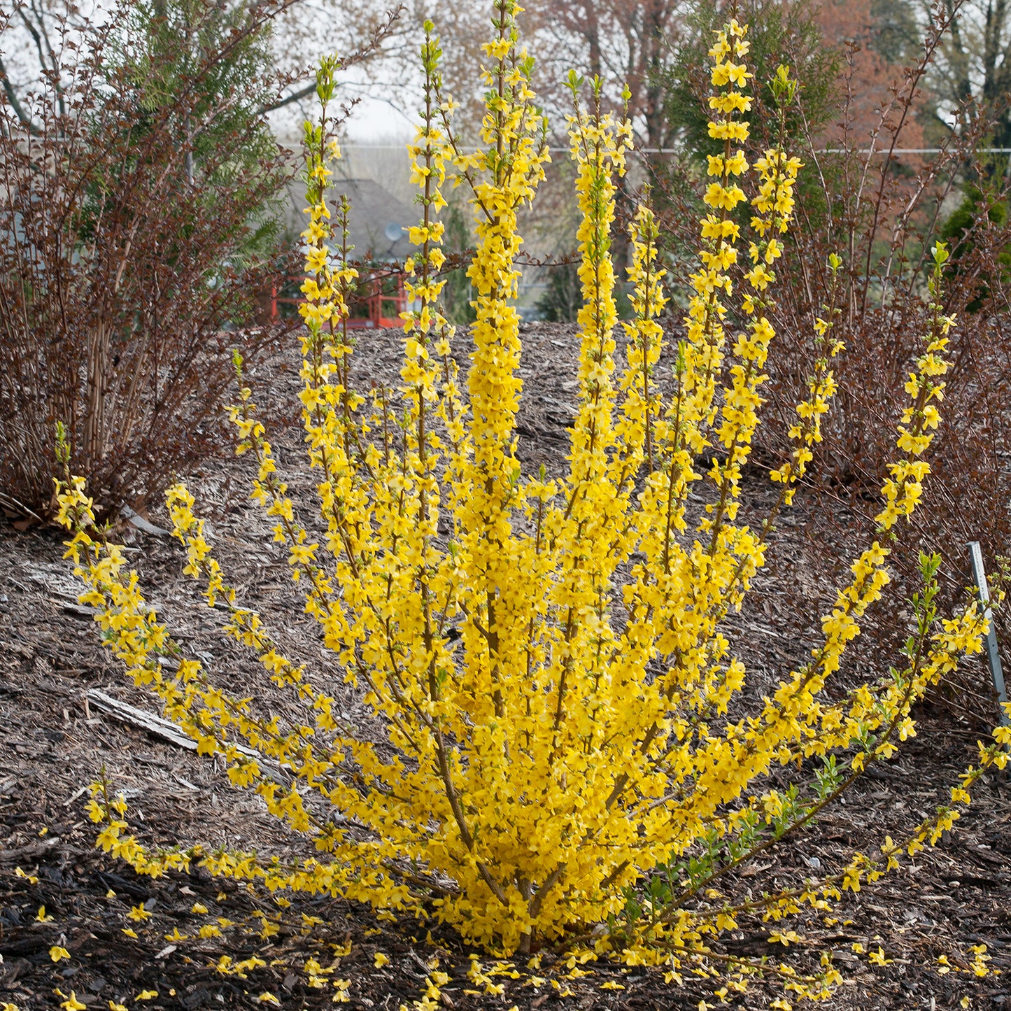 Show Off Starlet Forsythia