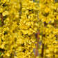 Show Off Starlet Forsythia