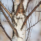 Parkland Pillar Asian White Birch