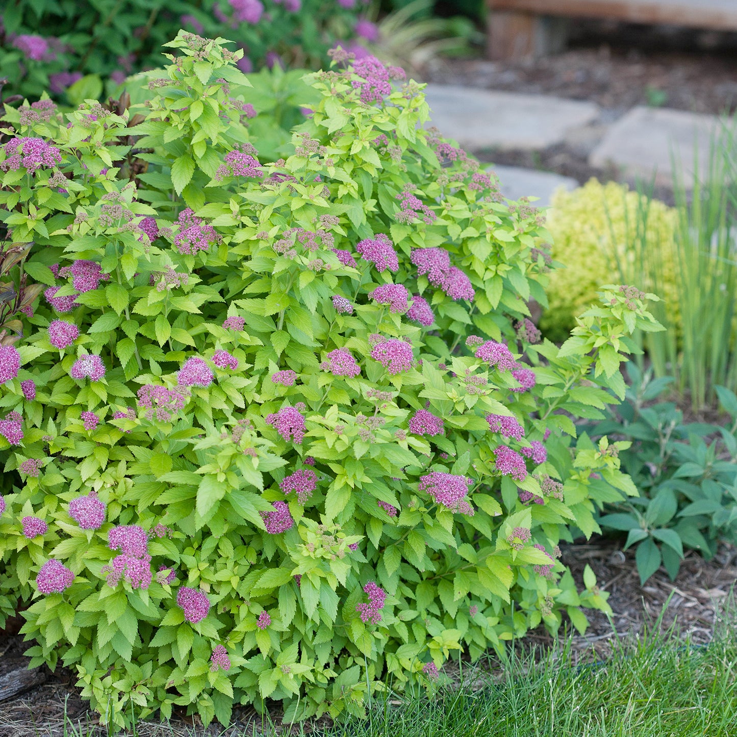 Double Play Gold Spirea