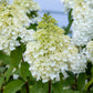 Lavalamp Moonrock Hydrangea