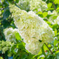 Lavalamp Moonrock Hydrangea