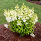 Lavalamp Moonrock Hydrangea